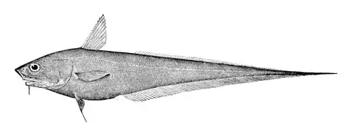 Abyssal grenadier, Coryphaenoides armatus