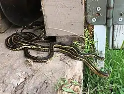 T. s. sirtalis (Quebec, Canada)