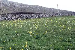 Cowslips in a field near Fanore