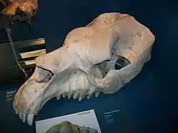 Skull in oblique view