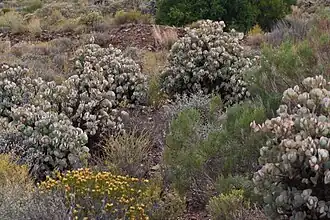 In habitat, Western Cape, South Africa