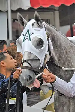 Creator in a WinStar blinker hood
