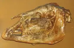 "C. mediterraneum" skull