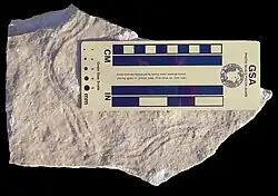 Trace resembling Aulichnites, possibly from the phyllocarid Arenosicaris inflata.