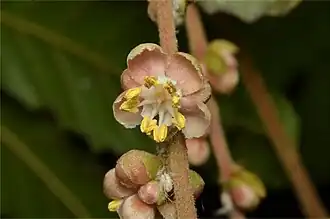 Flower close-up