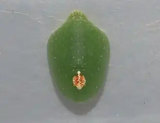 Pupa