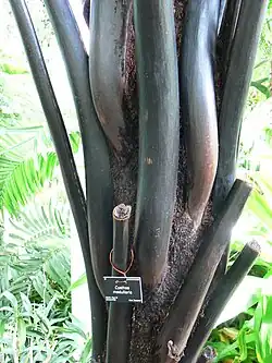 The black trunk with characteristic hexagonal stipe bases seen here from this specimen from RBGE, Edinburgh