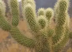 Close up of teddy-bear cholla