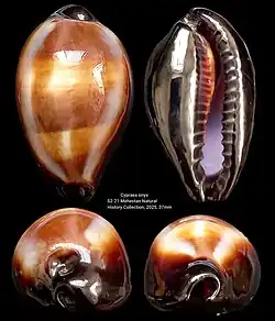 Erronea onyx (Caenogastropoda)