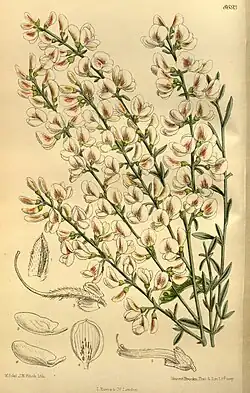 Chamaecytisus albus