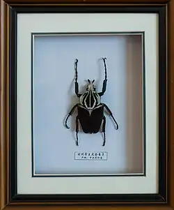Goliathus goliatus form "apicalis"