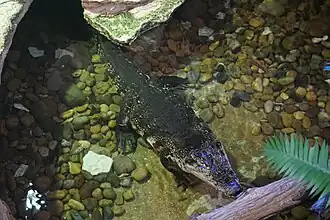 Orinoco crocodile