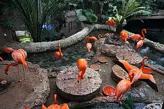 Flamingos