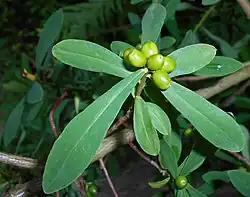Daphne giraldii – unripe fruits