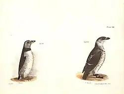 Plate CXXXIV, Atlantic puffin left, and little auk right
