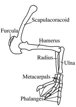 Arm diagram