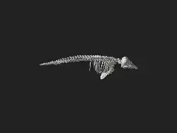 3d model of the skeleton