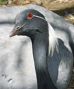 Demoiselle crane