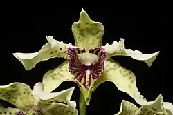 Yellow-green orchid with compact purple zigzag patterns leading toward the central column