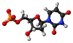 Ball-and-stick model of the dUMP molecule as an anion