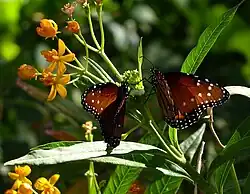 Butterfly pavilion