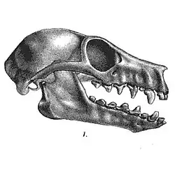 Drawing of bat skull