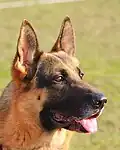 German Shepherd dog with black mask