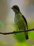 juvenile