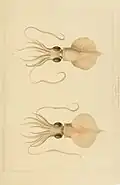 Mastigoteuthis cordiformis