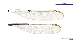 Female wings