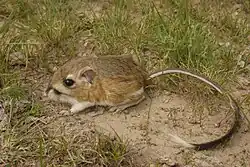 Brown and white long-tailed rat