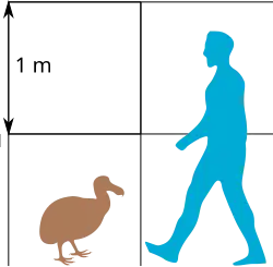 A diagram comparing the size of a dodo compared to a human. The dodo reaches about to the height of the human knee