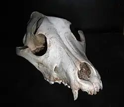 Image 7Frontal view of a dog skull (from Dog anatomy)