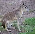 The zoo is home to the only Patagonian maras still held in Australia