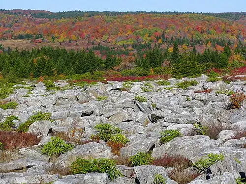 One of many extensive exposed rock fields at the sods