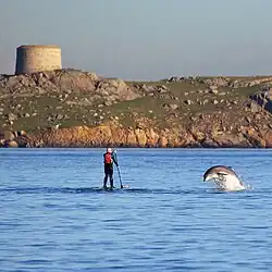 Bottlenose dolphin and a paddler at Dalkey Island