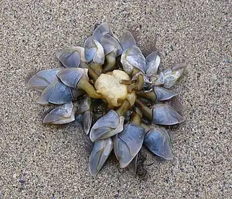 Colony of buoy barnacles washed onto a beach attached to a communal float