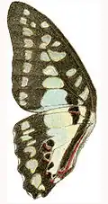 Underside of wing from Adalbert Seitz's Macrolepidoptera of the World