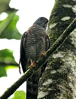 H. b. fasciatus Silanche Reserve, western Ecuador