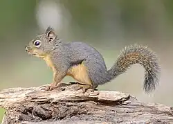 Brown and gray squirrel