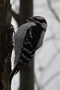 Downy Woodpecker Dryobates pubescens in Cambridge, Ontario, Canada.