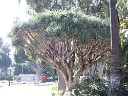 Dragon tree in the Will Rogers Memorial Park in Beverly Hills, California