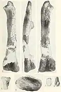 Photographs of the bones in different orientations