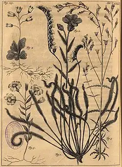 A detailed and quite accurate line drawing of Drosera capensis with other plant drawings