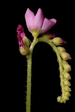 An inflorescence on a thin stem with two spent flowers, one open pink flower, and a curling row of unopened flower buds