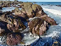 D. antarctica on Turakirae Head, with the raised beach in the background