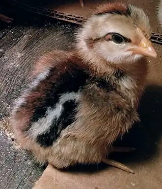 Chick
