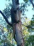 Goanna climbing a tree near Six Foot Track