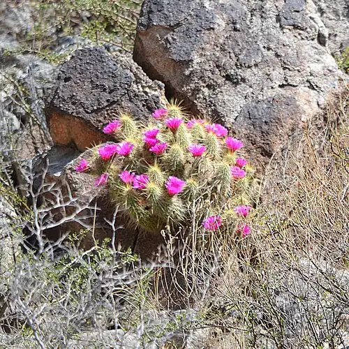 Habitat in La Mina, Durango, Mexico