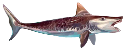 Edestus was a large eugeneodontid fish that possessed two tooth whorls in its mouth